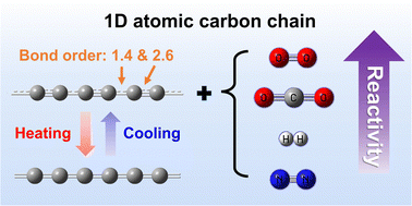 Graphical abstract: Structural transition and chemical reactivity of atomic carbon chains