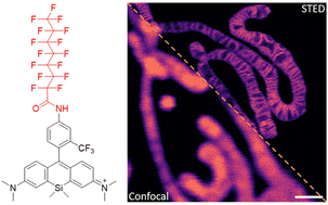 Graphical abstract: Super-resolution imaging of mitochondrial cristae using a more hydrophobic far-red Si-rhodamine probe