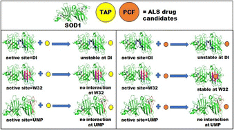 Graphical abstract: In silico analysis of SOD1 aggregation inhibition modes of tertiary amine pyrazolone and pyrano coumarin ferulate as ALS drug candidates