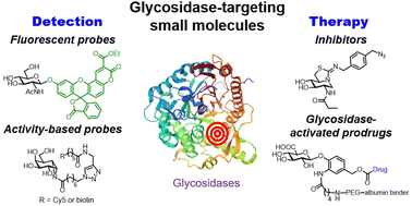 Graphical abstract: Glycosidase-targeting small molecules for biological and therapeutic applications