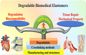 Graphical abstract: Degradable biomedical elastomers: paving the future of tissue repair and regenerative medicine