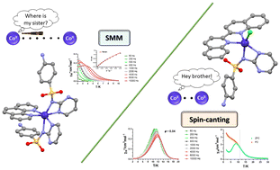 Graphical abstract: Spin canting and slow magnetic relaxation in mononuclear cobalt(ii) sulfadiazine ternary complexes