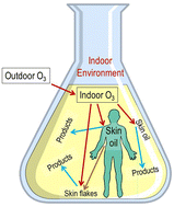 Graphical abstract: Human skin oil: a major ozone reactant indoors