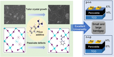 Graphical abstract: A universal ligand for lead coordination and tailored crystal growth in perovskite solar cells