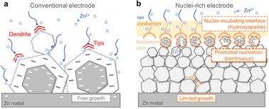 Graphical abstract: A nuclei-rich strategy for highly reversible dendrite-free zinc metal anodes