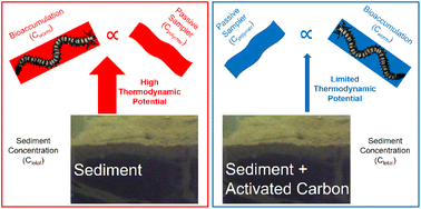 Graphical abstract: Quantitative thermodynamic exposure assessment of PCBs available to sandworms (Alitta virens) in activated carbon remediated sediment during ongoing sediment deposition