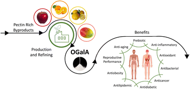 Graphical abstract: Recent advances in the production of oligogalacturonides and their biological properties