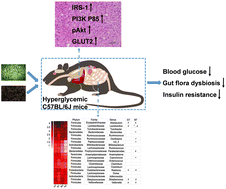 Graphical abstract: Regulation of glucolipid metabolism and gut microbiota by green and black teas in hyperglycemic mice