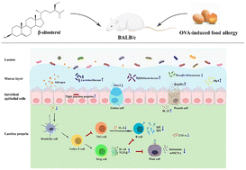 Graphical abstract: β-Sitosterol protects against food allergic response in BALB/c mice by regulating the intestinal barrier function and reconstructing the gut microbiota structure