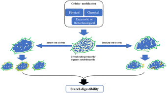 Graphical abstract: The structural integrity of endosperm/cotyledon cells and cell modification affect starch digestion properties