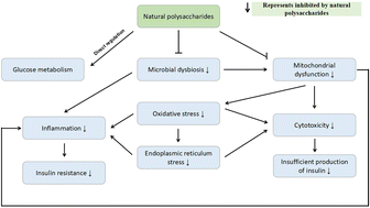 Graphical abstract: Current progress in the hypoglycemic mechanisms of natural polysaccharides