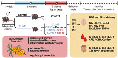 Graphical abstract: Flavonoids from Seabuckthorn (Hippophae rhamnoides L.) restore CUMS-induced depressive disorder and regulate the gut microbiota in mice