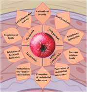 Graphical abstract: Advances in the study of the vascular protective effects and molecular mechanisms of hawthorn (Crataegus anamesa Sarg.) extracts in cardiovascular diseases