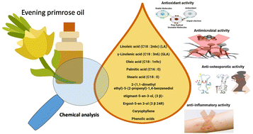 Graphical abstract: Evening primrose oil: a comprehensive review of its bioactives, extraction, analysis, oil quality, therapeutic merits, and safety