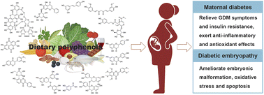 Graphical abstract: Effects of dietary polyphenols on maternal and fetal outcomes in maternal diabetes