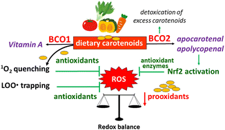 Graphical abstract: Revisiting carotenoids as dietary antioxidants for human health and disease prevention