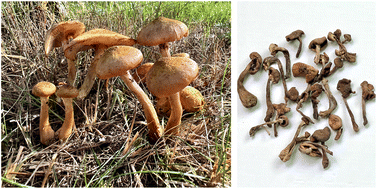 Graphical abstract: Critical review of the phytochemical profiles and health-promoting effects of the edible mushroom Armillaria mellea
