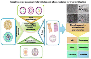 Graphical abstract: Biogenic engineered nanomaterials for enhancing bioavailability via developing nano-iron-fortified smart foods: advances, insight, and prospects of nanobionics in fortification of food