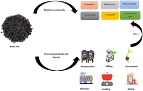 Graphical abstract: Effect of processing methods and storage on the bioactive compounds of black rice (Oryza sativa L.): a review