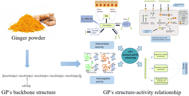 Graphical abstract: Research progress on ginger polysaccharides: extraction, purification and structure–bioactivity relationship