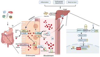 Graphical abstract: Iron deficiency anemia: a critical review on iron absorption, supplementation and its influence on gut microbiota
