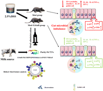 Graphical abstract: Oral administration of LfcinB alleviates DSS-induced colitis by improving the intestinal barrier and microbiota