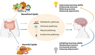 Graphical abstract: Gut–brain communication mediates the impact of dietary lipids on cognitive capacity