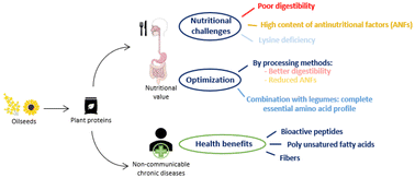 Graphical abstract: Are oilseeds a new alternative protein source for human nutrition?