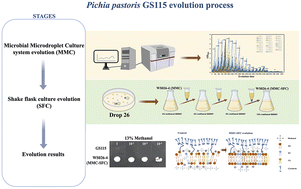 Graphical abstract: Development of high methanol-tolerance Pichia pastoris based on iterative adaptive laboratory evolution