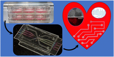Graphical abstract: Heart-on-a-chip systems: disease modeling and drug screening applications