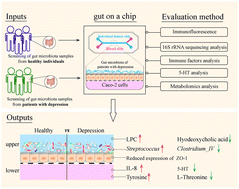 Graphical abstract: A microfluidic-based gut-on-a-chip model containing the gut microbiota of patients with depression reveals physiological characteristics similar to depression