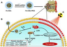 Graphical abstract: Fe-doped carbon dot liposome enhanced radiosensitivity of tumor cells by inducing ferroptosis
