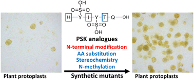 Graphical abstract: Phytosulfokine peptide library: chemical synthesis and biological evaluation on protoplast regeneration