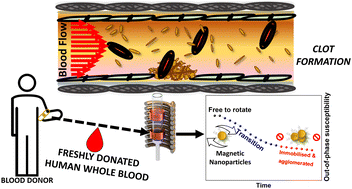 Graphical abstract: Magnetic coagulometry: towards a new nanotechnological tool for ex vivo monitoring coagulation in human whole blood