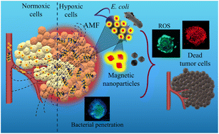 Graphical abstract: Self-propelling bacteria-based magnetic nanoparticles (BacMags) for targeted magnetic hyperthermia therapy against hypoxic tumors