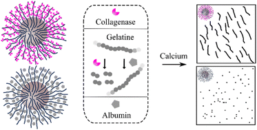 Graphical abstract: Collagenase motors in gelatine-based hydrogels