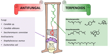 Graphical abstract: Towards potential antifungal agents: synthesis, supramolecular self-assembly and in vitro activity of azole mono-, sesqui- and diterpenoids