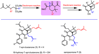 Graphical abstract: Sequential Dieckmann cyclization enables the total synthesis of 7-epi-clusianone and 18-hydroxy-7-epi-clusianone