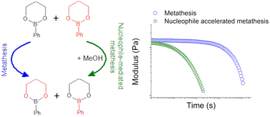 Graphical abstract: A combined computational and experimental study of metathesis and nucleophile-mediated exchange mechanisms in boronic ester-containing vitrimers