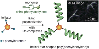 Graphical abstract: Synthesis of optically active star polymers consisting of helical poly(phenylacetylene) chains by the living polymerization of phenylacetylenes and their chiroptical properties