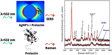 Graphical abstract: Quasi-spherical silver nanoparticles for human prolactin detection by surface-enhanced Raman spectroscopy