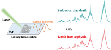Graphical abstract: Use of Raman spectroscopy to study rat lung tissues for distinguishing asphyxia from sudden cardiac death