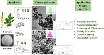 Graphical abstract: Biosynthesis and characterization of silver nanoparticles synthesized using extracts of Agrimonia eupatoria L. and in vitro and in vivo studies of potential medicinal applications