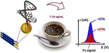 Graphical abstract: Enhanced sensitivity in electrochemical detection of ochratoxin A within food samples using ferrocene- and aptamer-tethered gold nanoparticles on disposable electrodes