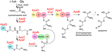 Graphical abstract: In vitro characterization of nonribosomal peptide synthetase-dependent O-(2-hydrazineylideneacetyl)serine synthesis indicates a stepwise oxidation strategy to generate the α-diazo ester moiety of azaserine