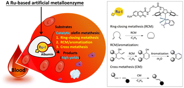 Graphical abstract: Catalytic olefin metathesis in blood