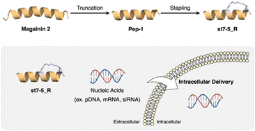 Graphical abstract: Magainin 2-derived stapled peptides derived with the ability to deliver pDNA, mRNA, and siRNA into cells