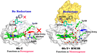 Graphical abstract: On the engineering of reductase-based-monooxygenase activity in CYP450 peroxygenases