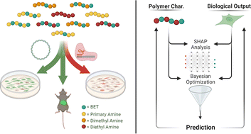Graphical abstract: Polymer design via SHAP and Bayesian machine learning optimizes pDNA and CRISPR ribonucleoprotein delivery