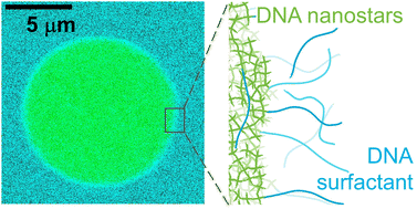 Graphical abstract: Controlling the size and adhesion of DNA droplets using surface- enriched DNA molecules